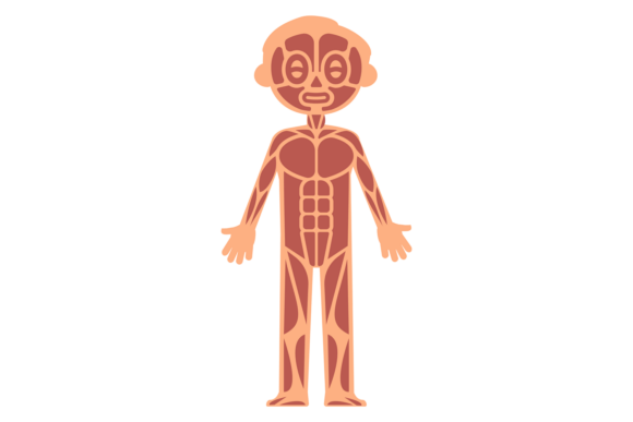 Kid Muscular System Infographics for Human Anatomy